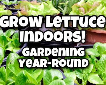How to Grow Lettuce Indoors – Gardening Year-Round