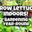 How to Grow Lettuce Indoors – Gardening Year-Round