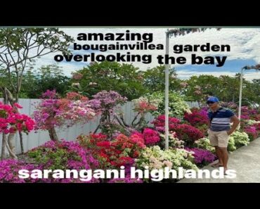 tour of most beautiful  blooming bougainvillea flower garden  @ sarangani highlands