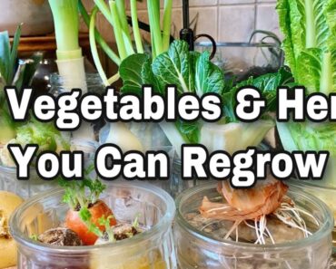 10 Vegetables You Can Regrow from Kitchen Scraps – Get FREE SEEDS!