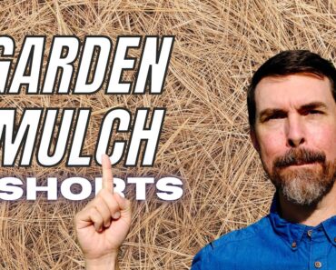 BEST MULCH FOR A VEGETABLE GARDEN | #SHORTS