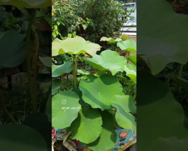 water plants of my garden.#newpost #garden #gardening #newshorts #newshorts #beginners #newshorts