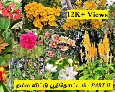 நம்ம வீட்டு பூந்தோட்டம் |My Home Flower Garden Tour PART – II |Flower Garden Tour in Tamil 🌸🌺🌻🌼🌷🌹