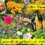 நம்ம வீட்டு பூந்தோட்டம் |My Home Flower Garden Tour PART – II |Flower Garden Tour in Tamil 🌸🌺🌻🌼🌷🌹