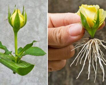 How to growing yellow roses from flower buds | Propagate roses in a way not everyone knows