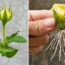 How to growing yellow roses from flower buds | Propagate roses in a way not everyone knows