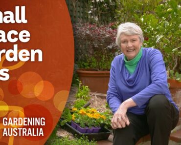 Planning tips for inner city courtyard and small space gardens | Garden Design | Gardening Australia