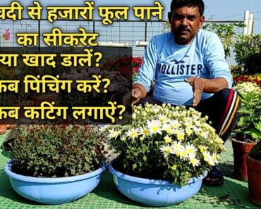 How to get thousands of flower on chrysanthemum || गुलदावदी से हजारों फूल कैसे पाऐं?