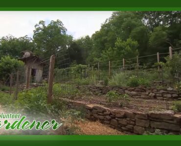 Terraced Vegetable Garden | Volunteer Gardener