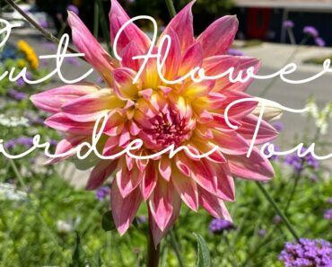 Zone 9 Cut Flower Garden Tour – Cool Flower Method