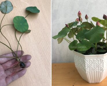 How to grow lotus from seed for beginners, fast and easy