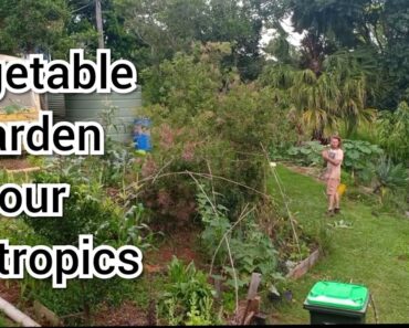 Subtropical vegetable garden Australia, december summer garden