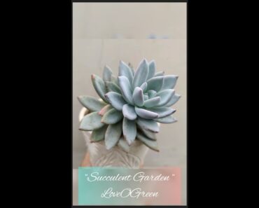 ||20 EASY TO GROW SUCCULENTS for beginners|सेकुलेंट #shorts #youtubeshorts #gardening #succulent