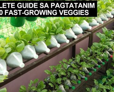 COMPLETE GUIDE SA PAGTATANIM NG 10 FAST-GROWING VEGETABLE SA CONTAINERS