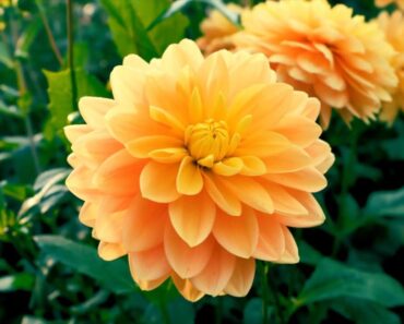 Tips for Growing Beautiful Dahlia Flowers | A Beginner's Guide to Growing and Caring for Dahlias