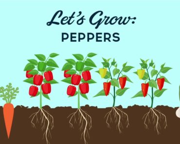 Let's Grow Peppers – Vegetable Gardening Tips