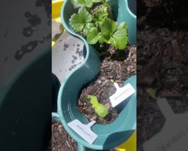 My veggies & flowers are sprouting! #garden #gardening #beginners #veggies #viral #fypシ #family