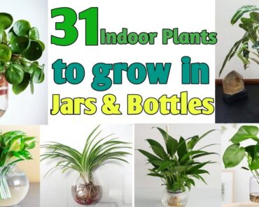 31 Indoor Plants for Glass Jars & Bottles | Low Light Plants for Glass Jars | Plant and Planting