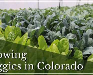 Growing Veggies in Colorado | Best Vegetables to Grow in CO | Vegetable Gardening for Beginners