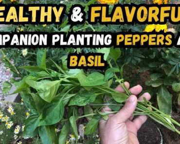 Healthy & Flavorful Companion Planting Peppers and Basil 🌱#companionplanting #organicgardening #tips