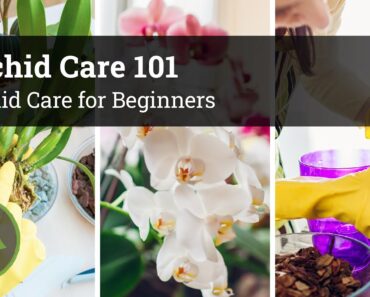 Orchid Care 101 / Orchid Care for Beginners