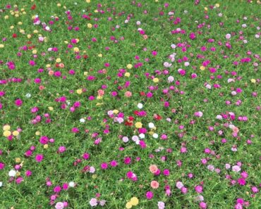 Beautiful Portulaca Flower Garden (Mossrose)