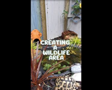 CREATING A WILDLIFE AREA / GARDENING FOR BEGINNERS