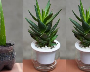How To Grow Aloe Vera Plant With Effective Treatment At Home