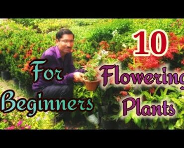 10 Best Summer Flower Plants 🌺🌱For BEGINNERS🥬🌞