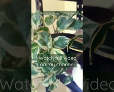 Houseplants for beginners… Full video on my channel 😊 #shorts #homegardening #gardening