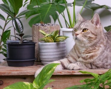 28 Low Light Indoor Plants Safe for Cats and Dogs || Non-Toxic Plants