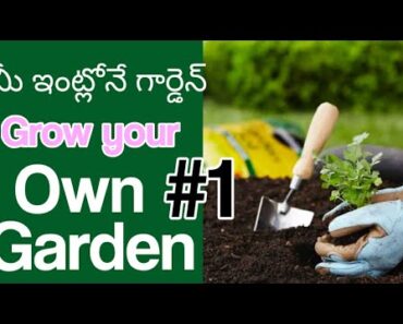 Home Gardening Tips For Beginner’s Part 1 || Xplained Y
