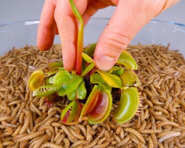 10 000 Mealworms vs VENUS FLYTRAP