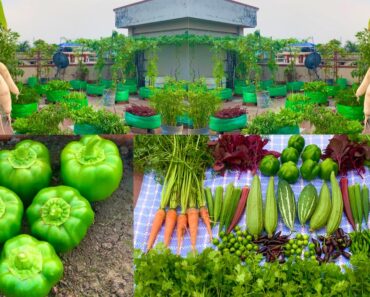 Massive Harvesting From My Rooftop Organic Vegetable Garden/ Harvesting Organic Vegetables