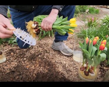 HYDROPONIC tulip bulbs, how to keep alive after bloom, aftercare. (Tulips/Daffodils grown in water)