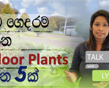 ගේ ඇතුලේ හදන පැල ගැන නොදන්න දේවල් | Indoor Plants Ideas | Talk With Lyra Ep04 | Diyatha Uyana