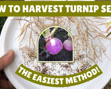 Harvesting Turnip Seeds: The Easiest Method! 🌱#turnip #seedcollection #gardening #gardeningtips #tip