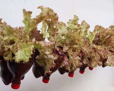 Tips for growing purple lettuce with plastic bottles for beginner