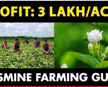 Jasmine Farming (Complete Guide) | Jasmine Flower Cultivation