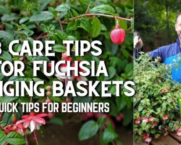 🌿 3 Fuchsia Hanging Basket Care Tips for Beginners #shorts 🌿