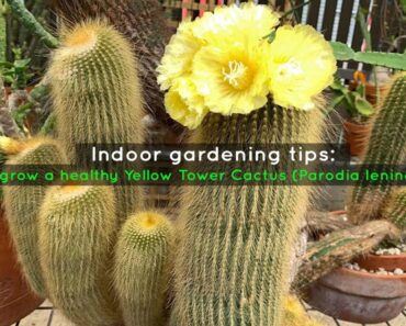Indoor gardening tips: How to grow a healthy Yellow Tower Cactus (Parodia leninghausii)