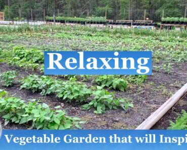 Spring Vegetable Garden Video that will Inspire you – Relaxing