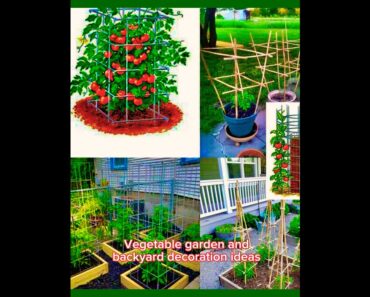 Shorts# Backyard and vegetable garden ideas 🥦🌶️