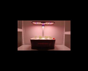 Time-lapse video | Growing under Spider Farmer Smart G12 hydroponic growing system