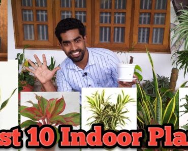 Indoor Plants | Best Top 10 Indoor Plants | Tamil | Best in India | Low light Plants