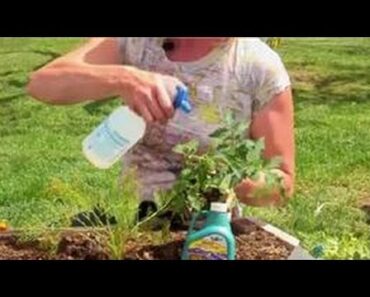 Vegetable Gardening : Home Remedy for Flies on Vegetable Plants