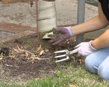 How to Clean Out a Weedy Flower Garden : Garden Space