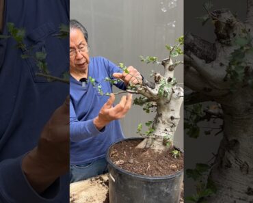 How to Make Strong, Powerful Curves in Your Bonsai #bonsai #bonsaitree #gardening #tips #shorts