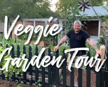 Small Vegetable Garden Tour 🥔🌽🍅🥬🧅 #homesteading #gardentour #homegrown