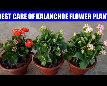 Care Of Kalanchoe Flower Plant | Grow Kalanchoe | How To Grow N Care Kalanchoe Plant | Kalanchoe